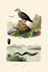 Sidderaal